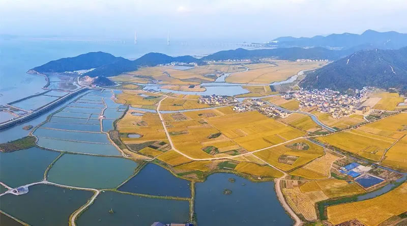 黄避岙启用全域旅游智慧导览系统